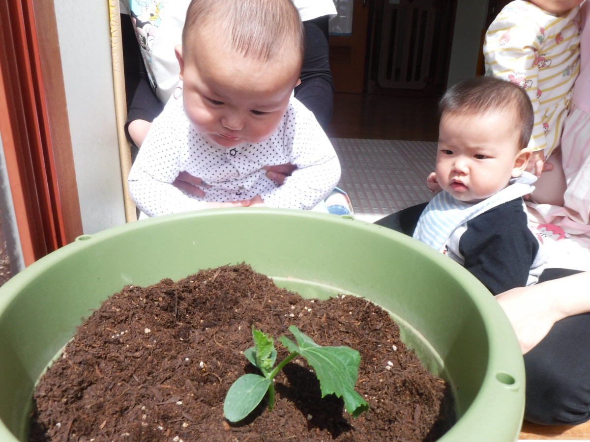 植物の苗